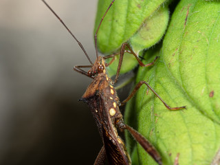 Macro Photo of Assassin Bug on Green Leaf