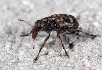 Macro Photo of Weevil Beetle or Snout Beetle on The Floor