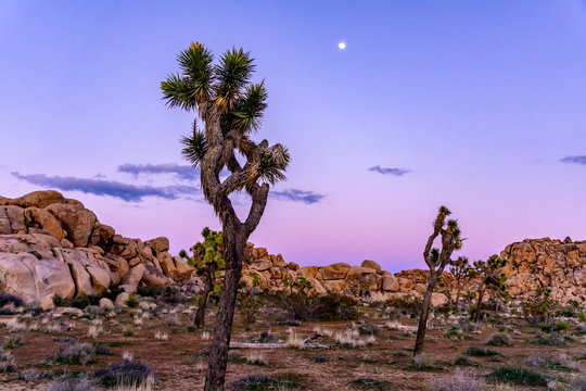 Landscape Picture Desert Sunset Joshua Tree National Park