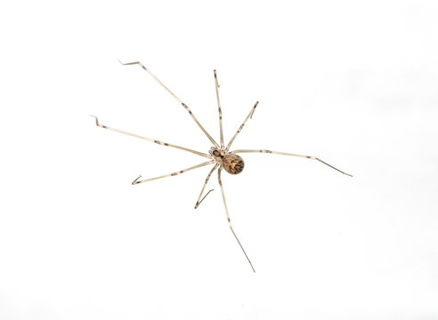 Macro Photo of Brown Spider Isolated on White Background