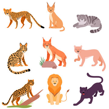 Set of different wild cats. Vector illustration on a white background.  Stock Vector | Adobe Stock