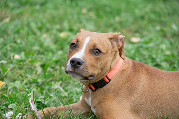 Cute american staffordshire terrier puppy is looking at the camera. Pet animals. Two month old.