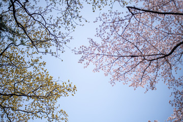 小金井公園
