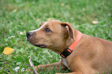 Cute american staffordshire terrier puppy is lying on the green grass in the autumn park. Pet...