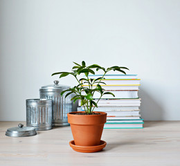 Schefflera green house plant in terracotta pot, metal jars and stack of books on wooden desk