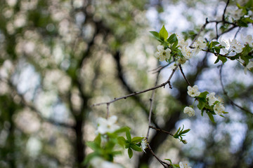 Spring flowering: branches of flowering apple or cherry in the park. White flowers of an apple tree or cherry on a background of nature.