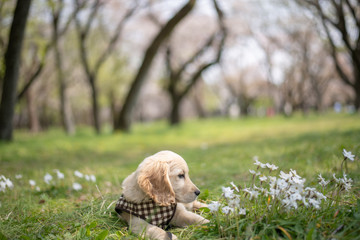 小金井公園_ゴールデンレトニエル