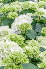 Closeup of green hydrangea (Hydrangea macrophylla) are blooming in spring and summer at a town garden. Ajisai flower.
