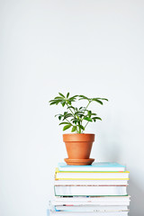 Schefflera green house plant in terracotta pot and stack of books over white