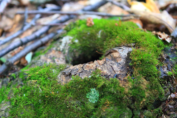 Tree bark texture, Green moss on tree