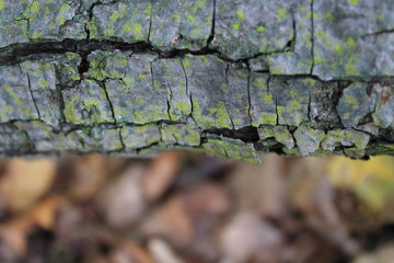 Tree bark texture, Green moss on tree