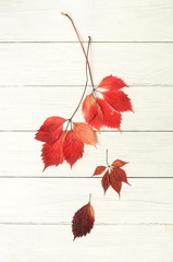 Fototapeta premium Autumn fall background. Pattern made of autumn tree leaves on white wooden background. Minimal concept. Top view. Flat lay. Copy space
