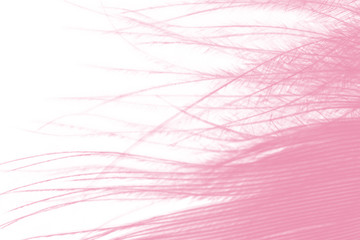 Beautiful soft pink vintage color trends wool feather pattern texture background