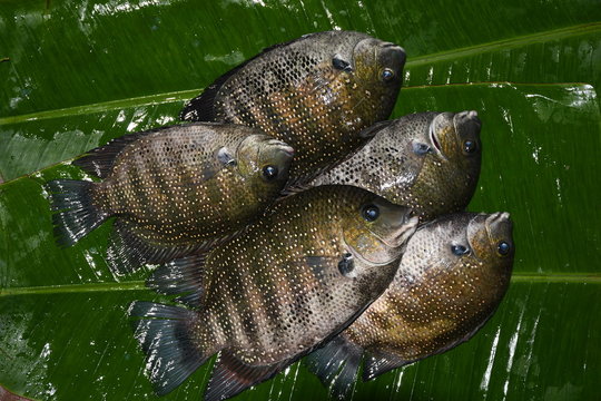Pearlsport, Green chromide. Ciclide fish in a leaf