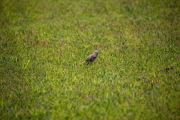 Sparrow in the park