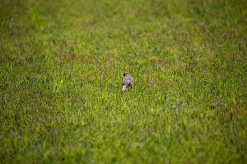 Sparrow in the park
