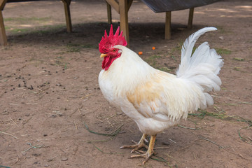 Portrait of white Rooster on the farm