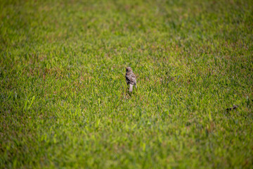 Sparrow in the park