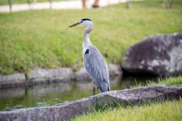Egrets in the park