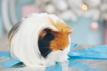 closeup of cute little long hair guinea pig pet animal sitting on silver box with blue tape with christmas tree with toys on background in xmas eve