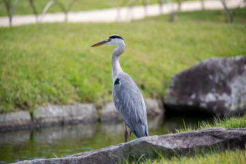 Egrets in the park