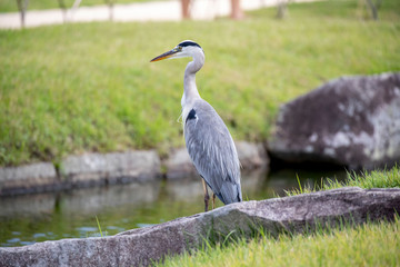 Egrets in the park