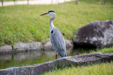 Egrets in the park