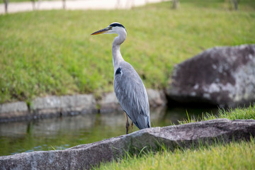 Egrets in the park