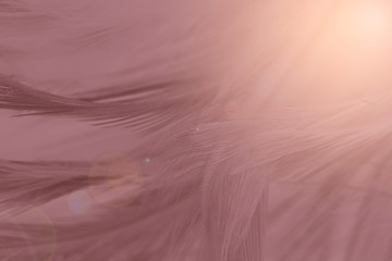 beautiful brown- mauve mist colors tone feather texture background, trends color