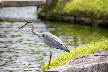 Egrets in the park