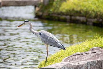 Egrets in the park
