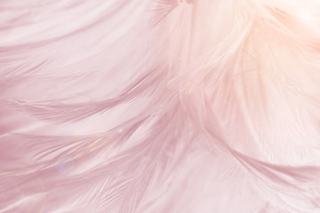 Obraz premium Beautiful violet - mauve mist colors tone feather texture background, trends color with Orange light flare