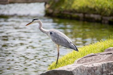 Egrets in the park