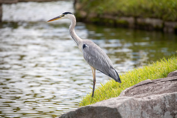 Egrets in the park