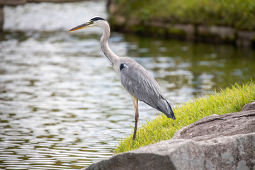 Egrets in the park