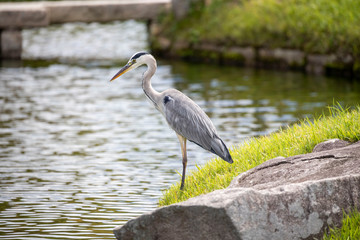 Egrets in the park