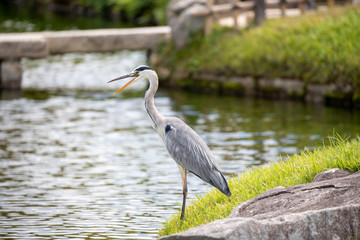 Egrets in the park