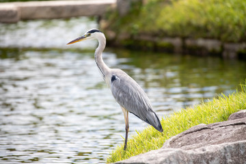 Egrets in the park