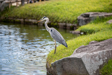 Egrets in the park