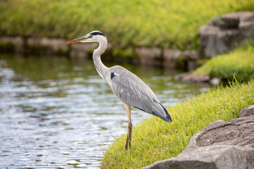 Egrets in the park