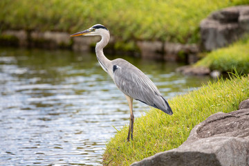 Egrets in the park
