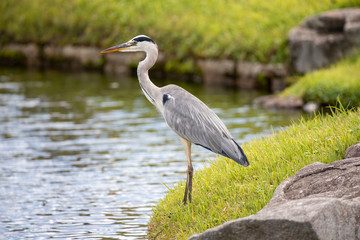 Egrets in the park