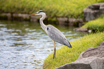 Egrets in the park
