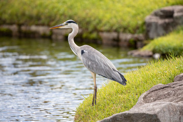 Egrets in the park