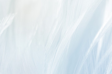 Beautiful white,light blue feather pattern texture background
