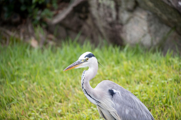 Egrets in the park