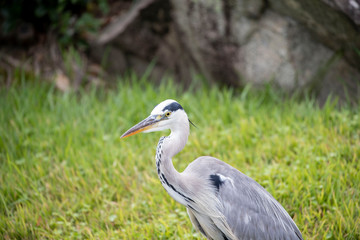 Egrets in the park