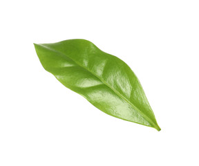 Fototapeta na wymiar Fresh green coffee leaf isolated on white