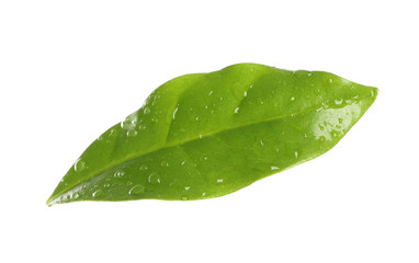 Naklejka na ściany i meble Fresh green coffee leaf with water drops isolated on white