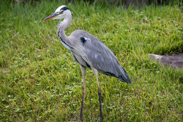 Egrets in the park